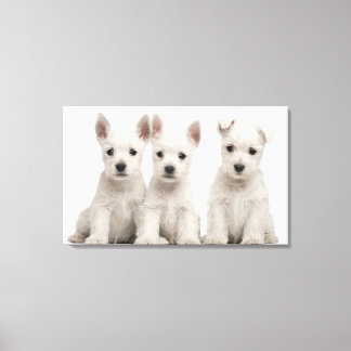 West Highland Terrier puppies (7 weeks old) Canvas Print