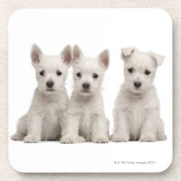West Highland Terrier puppies (7 weeks old)