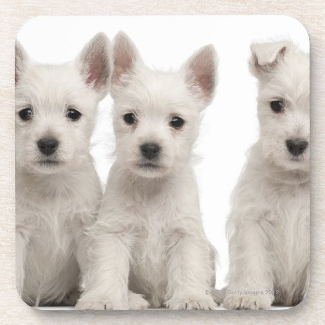 West Highland Terrier puppies (7 weeks old) Coaster (Front)