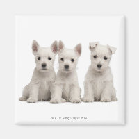 West Highland Terrier puppies (7 weeks old)