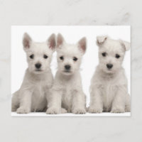 West Highland Terrier puppies (7 weeks old)