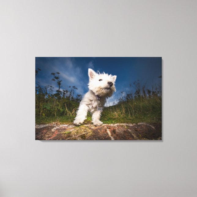 West Highland Terrier Puppy Canvas Print (Front)