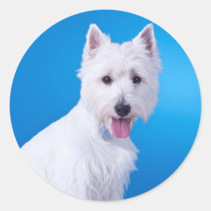 West Highland White Puppy Dog Classic Round Sticker