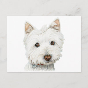 West Highland White Terrier Dog Postcard