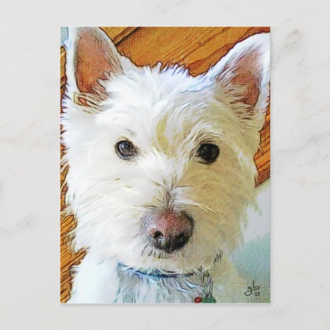 West Highland White Terrier Looking at You Postcard (Front)
