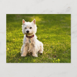 West Highland White Terrier Postcard