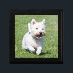 West Highland White Terrier, west dog cute photo Gift Box<br><div class="desc">Beautiful photo of a cute westie,  west highland white terrier dog trinket box,   gift box,  jewellery box.  great gift idea for dog lovers</div>