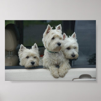 West Highland White Terriers Poster