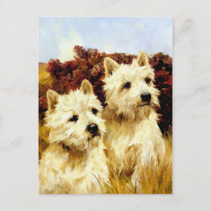 West highland White Terriers - Wardle Postcard