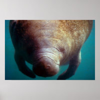 West Indian (Florida) Manatee-underwater