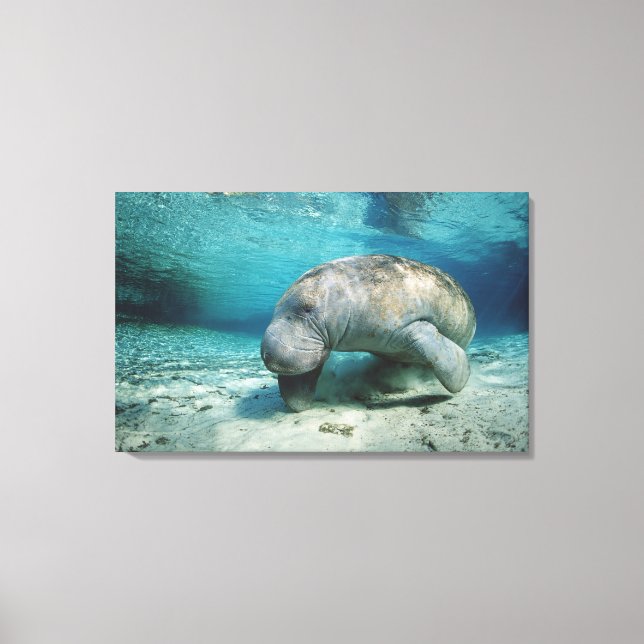 West Indian Manatee Canvas Print (Front)