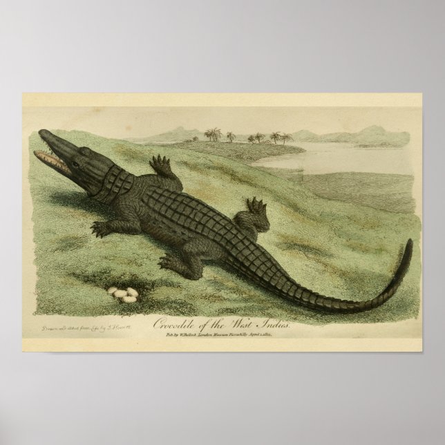 West Indies Crocodile Natural History Print (Front)