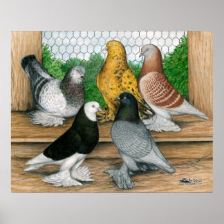 West of England Tumbler Pigeons Poster