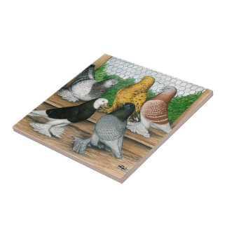 West of England Tumbler Pigeons Tile