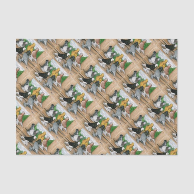 West of England Tumbler Pigeons Tissue Paper (Front)