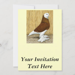 West of England Tumbler Red Baldhead Invitation