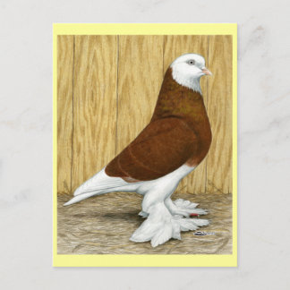 West of England Tumbler Red Baldhead Postcard