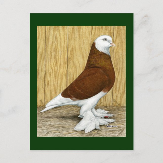 West of England Tumbler Red Baldhead Postcard (Front)