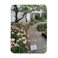 West Side Community Garden Tulip New York City NYC