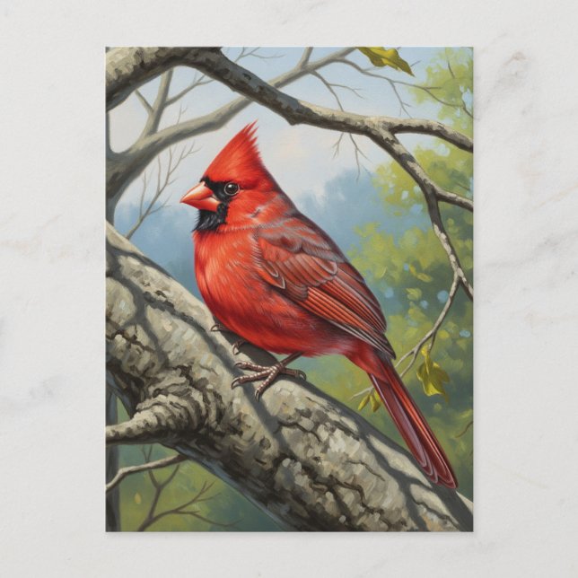 West Virginia State Bird Northern Cardinal Postcard (Front)