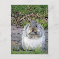 Westerly, Rhode Island Postcard