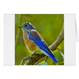 Western Bluebird