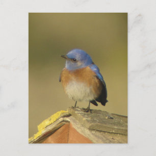 Western Bluebird 3 Postcard
