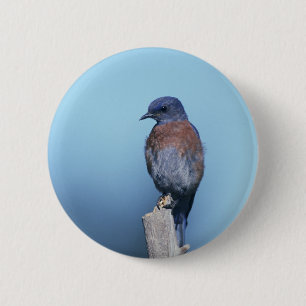 Western bluebird 6 cm round badge