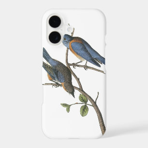 Western Bluebird by Audubon