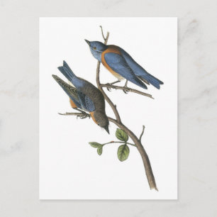 Western Bluebird by Audubon Postcard