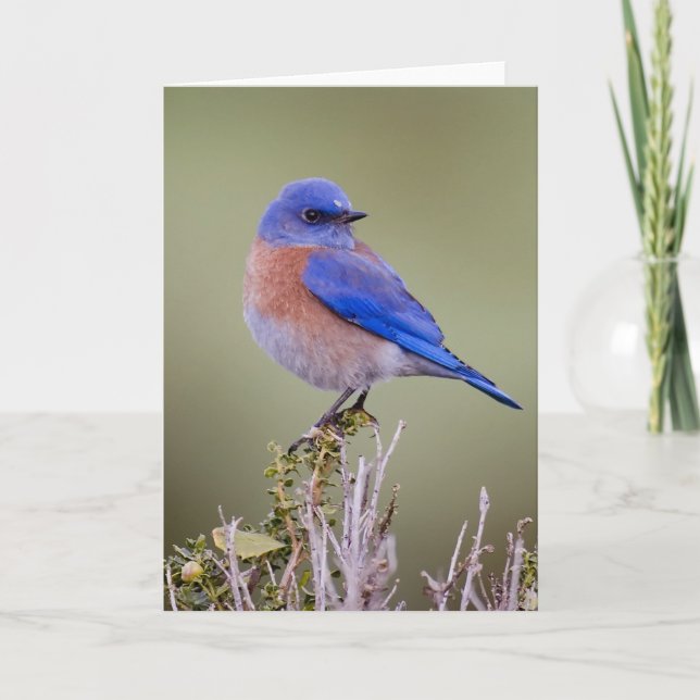 Western Bluebird Card (Front)
