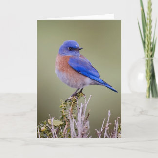 Western Bluebird Card
