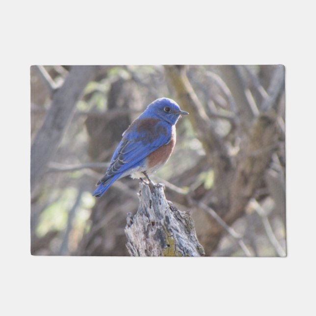 Western Bluebird Doormat (Front)