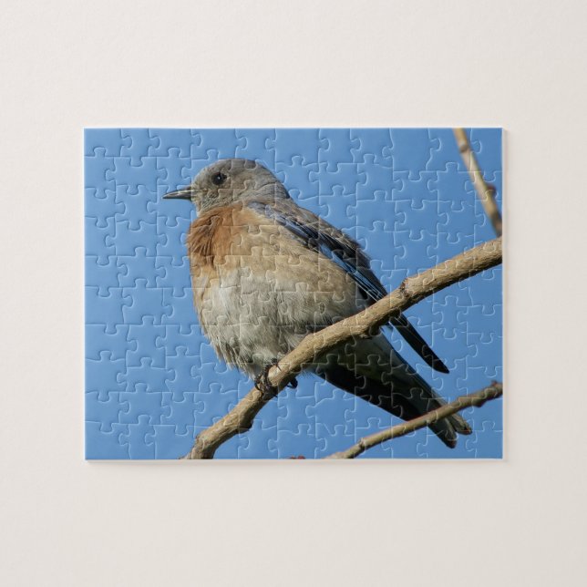 Western Bluebird Jigsaw Puzzle (Horizontal)