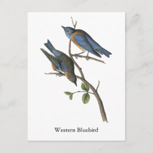 Western Bluebird, John Audubon Postcard