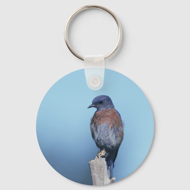 Western bluebird key ring (Front)
