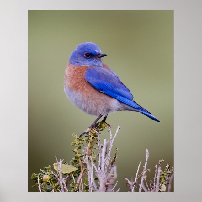 Western Bluebird Poster (Front)