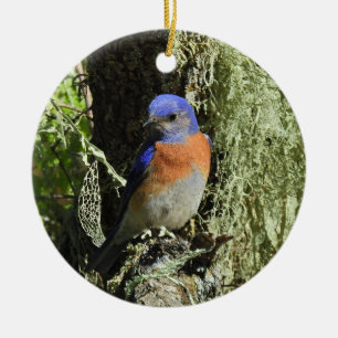 Western bluebird, wildlife, ornament