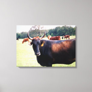 Western Bull Cow in field grazing wrapped canvas