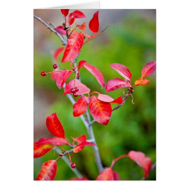 Western Choke Cherry (Prunus Virginiana) In Fall (Front)