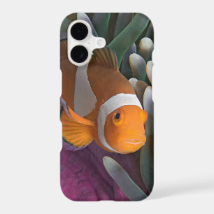 Western Clown Anemone Fish