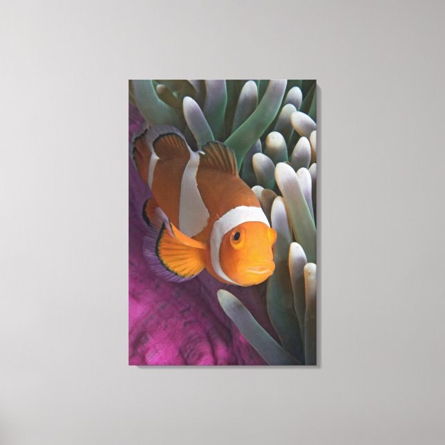 Western Clown Anemone Fish Canvas Print (Front)