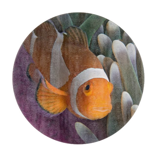 Western Clown Anemone Fish Cutting Board (Front)