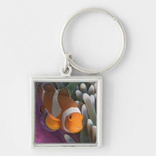 Western Clown Anemone Fish Key Ring