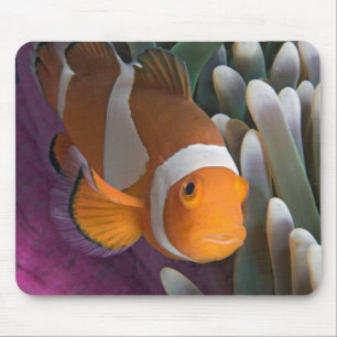 Western Clown Anemone Fish Mouse Pad