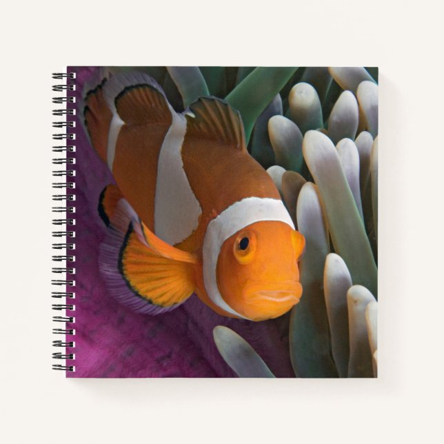 Western Clown Anemone Fish Notebook (Front)
