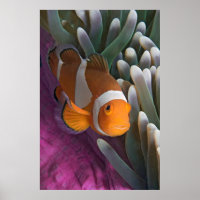 Western Clown Anemone Fish