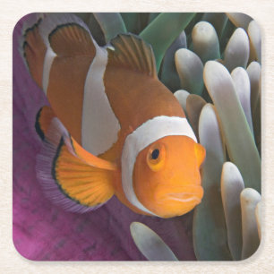 Western Clown Anemone Fish Square Paper Coaster