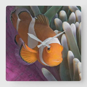 Western Clown Anemone Fish Square Wall Clock