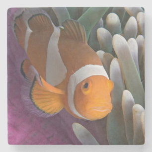 Western Clown Anemone Fish Stone Coaster